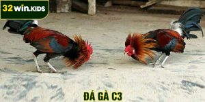 Đá Gà C3